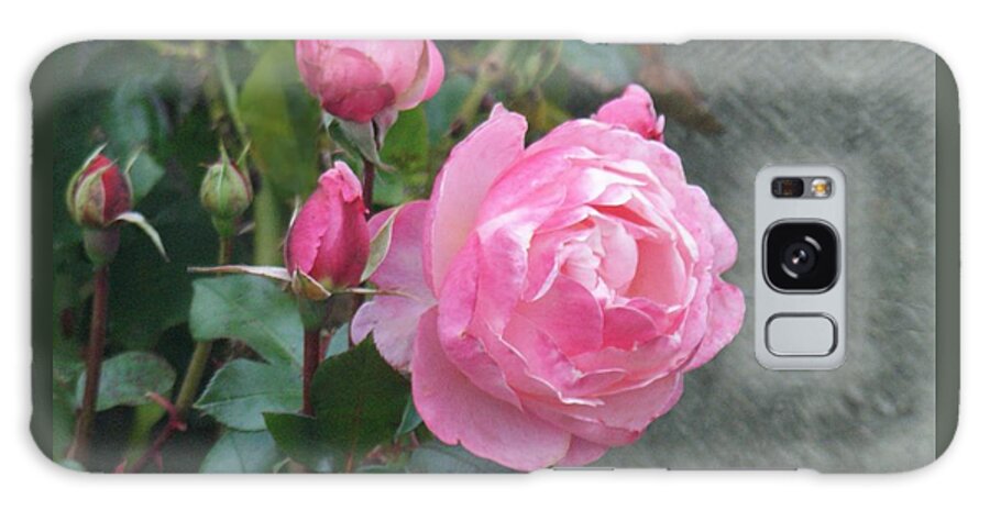 Rose Galaxy Case featuring the photograph Pink Roses by Alan Ackroyd