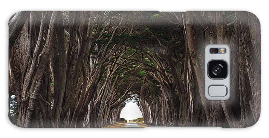 Point Galaxy Case featuring the photograph Point Reyes Tree Tunnel Light, California by Abbie Matthews
