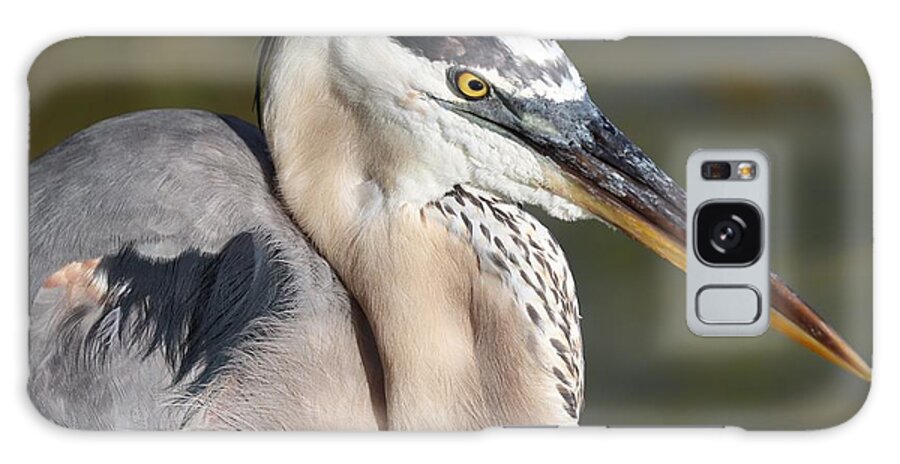 Blue Heron Galaxy Case featuring the photograph Portrait of a Great Blue Heron by Mingming Jiang