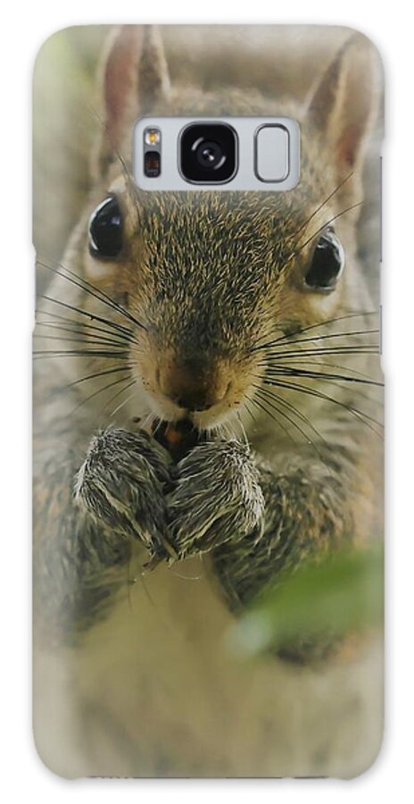 Squirrel Galaxy Case featuring the photograph Portrait of a Squirrel by Mingming Jiang