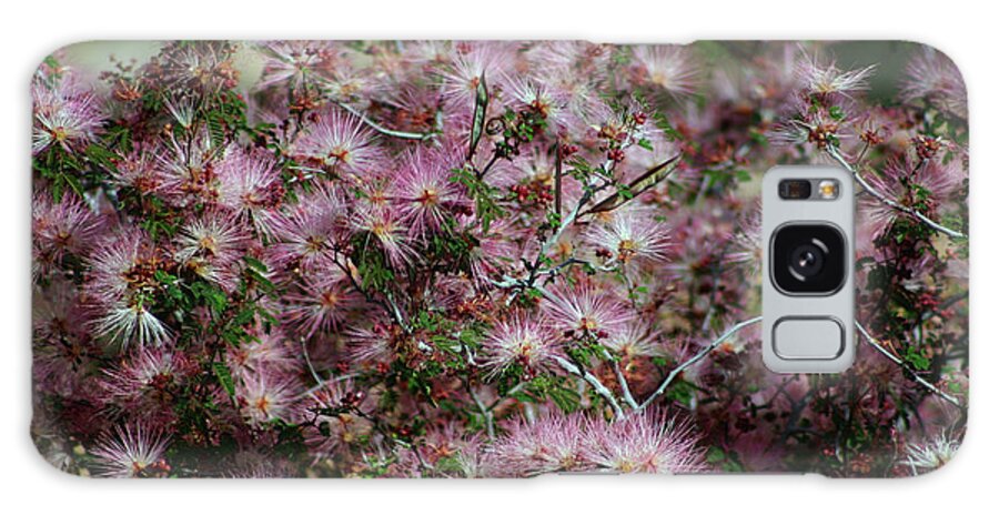 Desert-pink-powder-puff-blooms-white- Pink-wishes-landscape Desert Galaxy Case featuring the photograph Powder Puff Wishes by Gene Taylor