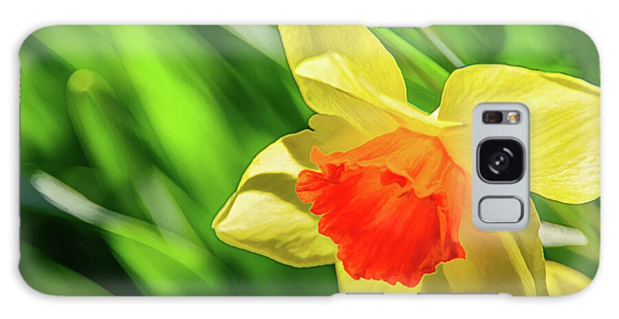 Daffodils Galaxy Case featuring the photograph Precocious Daffodil by Marcy Wielfaert