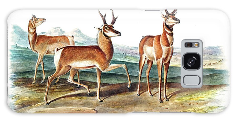 Prong-horned Galaxy Case featuring the drawing Prong-horned Antelope by John Woodhouse Audubon