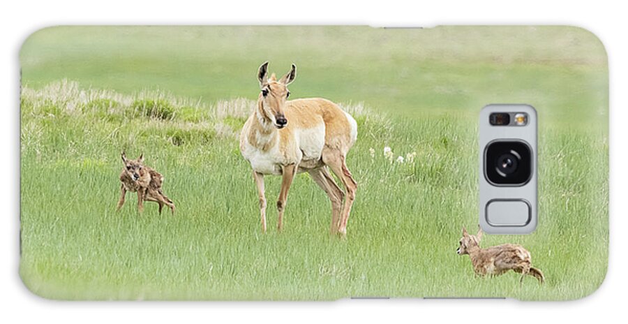 Pronghorn Galaxy Case featuring the photograph Pronghorn Doe and her Fawns by Tony Hake