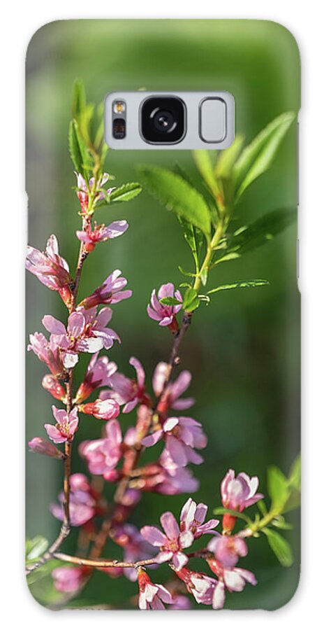 Prunus Galaxy Case featuring the photograph Prunus Tenella Flowers Dwarf Russian Almond by Artur Bogacki
