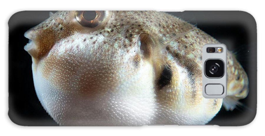 Puffer Galaxy Case featuring the photograph Puffed Northern Puffer by Brian Weber
