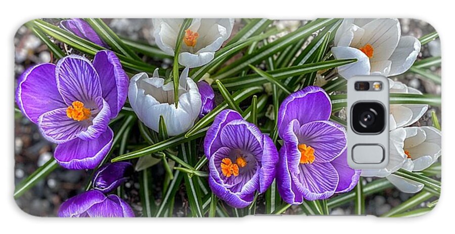 Flowers Galaxy Case featuring the photograph Purple and White Crocuses by Jerry Abbott