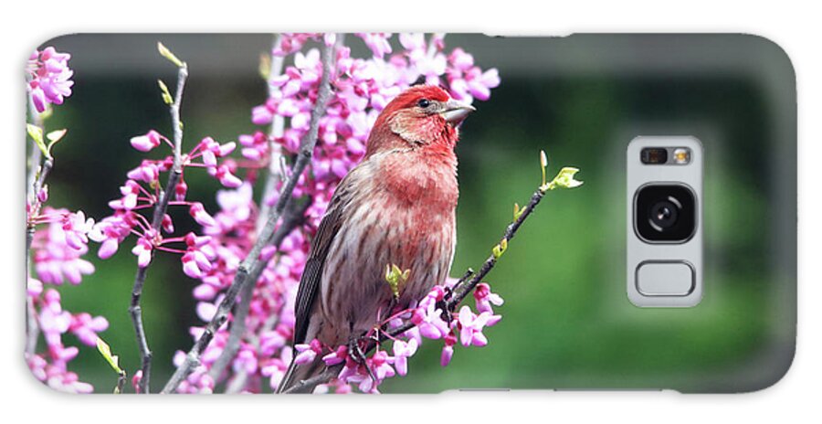 Birds Galaxy Case featuring the photograph Purple Finch in the Redbud Tree by Trina Ansel