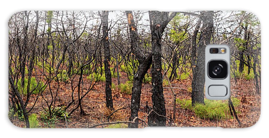 Dwarf Pine Plains Galaxy Case featuring the photograph Pygmy Pines Photograph by Louis Dallara