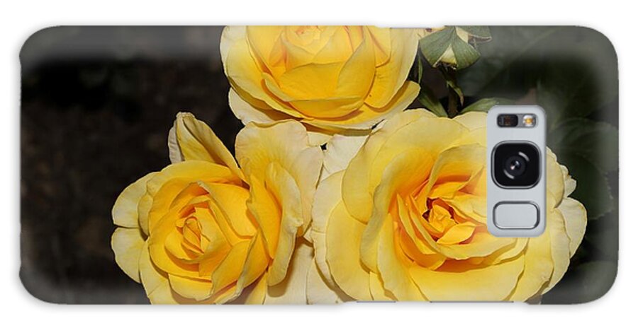 Roses Galaxy S8 Case featuring the photograph Quartet of Fragrant Yellow Roses by Mingming Jiang