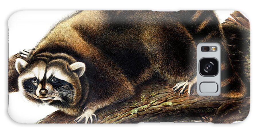 Raccoon Galaxy Case featuring the drawing Raccoon by John Woodhouse Audubon