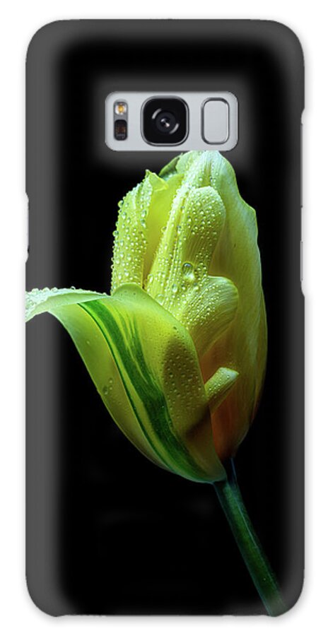 Tulip Galaxy Case featuring the photograph Rain Kissed by Judi Kubes