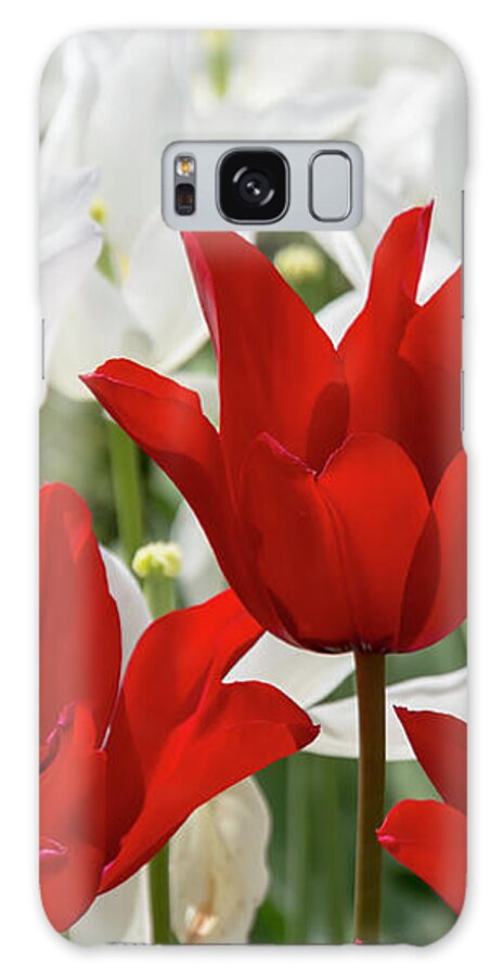 Flower Galaxy Case featuring the photograph Red and White Tulips by Dawn Cavalieri