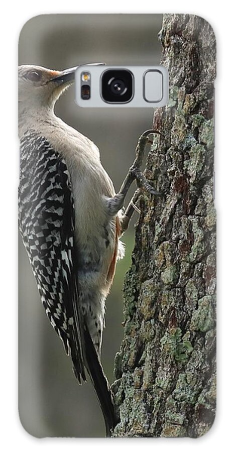 Red-bellied Woodpecker Galaxy Case featuring the photograph Red-Bellied Woodpecker by Mingming Jiang