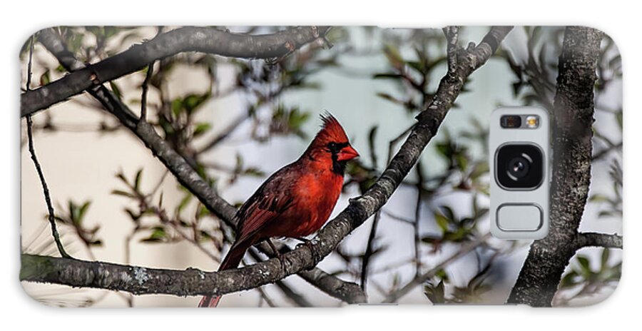 Animal Galaxy Case featuring the photograph Red Cardinal in Spring by Jeff Folger