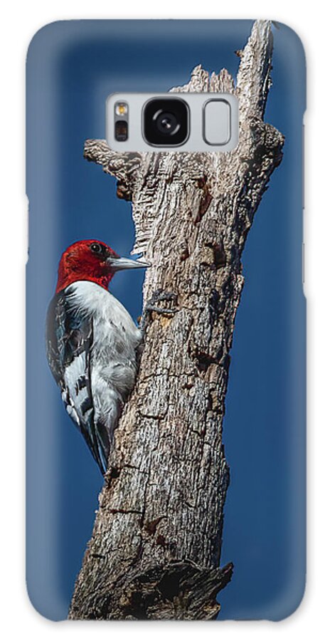 Animal Galaxy Case featuring the photograph Red Headed Woodpecker by Brian Shoemaker
