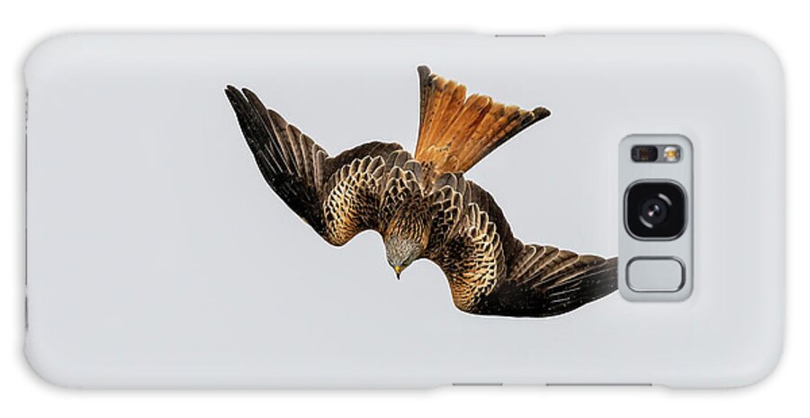 Kite Galaxy Case featuring the photograph Red Kite diving with open wings by Mark Hunter