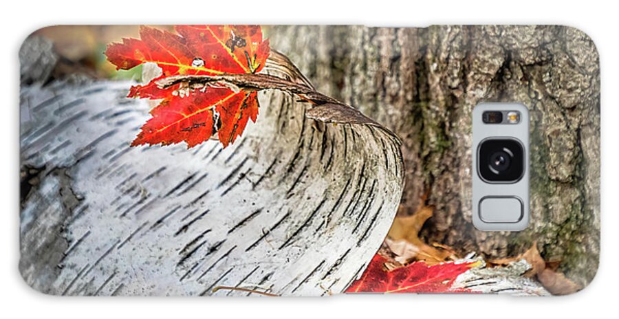 Leaves Galaxy Case featuring the photograph Red Leaves And White Bark by Elvira Peretsman