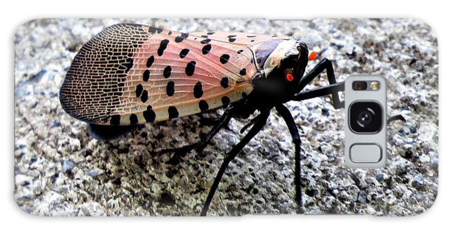 Insects Galaxy Case featuring the photograph Red Spotted Lanternfly Closeup by Linda Stern