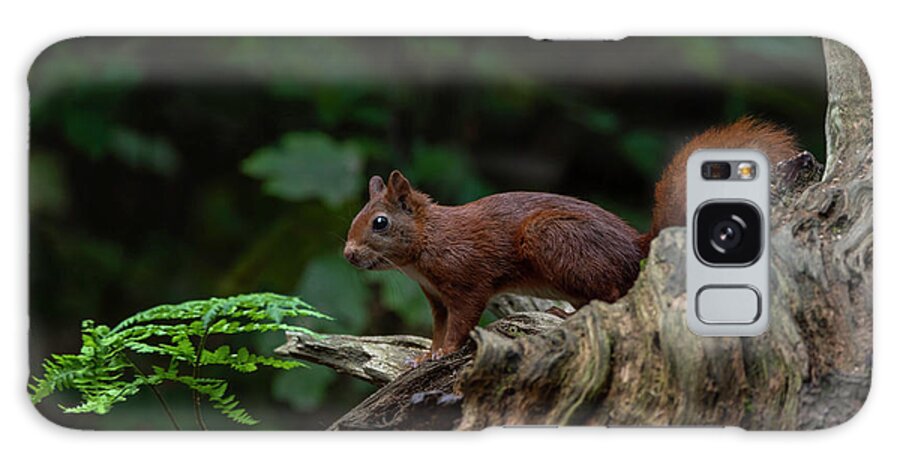 Red Squirrel Galaxy Case featuring the photograph Red squirrel in the autumn forest by Marjolein Van Middelkoop