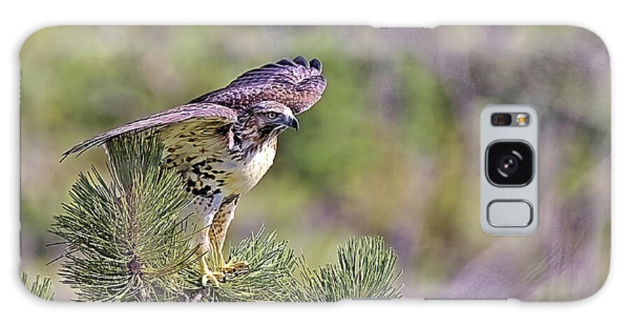 Hawk Galaxy Case featuring the photograph Red Tail Hawk by Bob Falcone