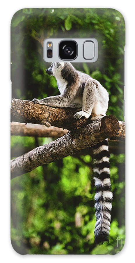 Ring Tailed Lemur Galaxy Case featuring the photograph Ring tailed Lemur Catta sitting on a tree by Abigail Diane Photography