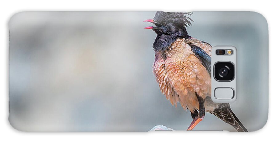 Animal Galaxy Case featuring the photograph Rosy starling calling - Pastor roseus by Jivko Nakev