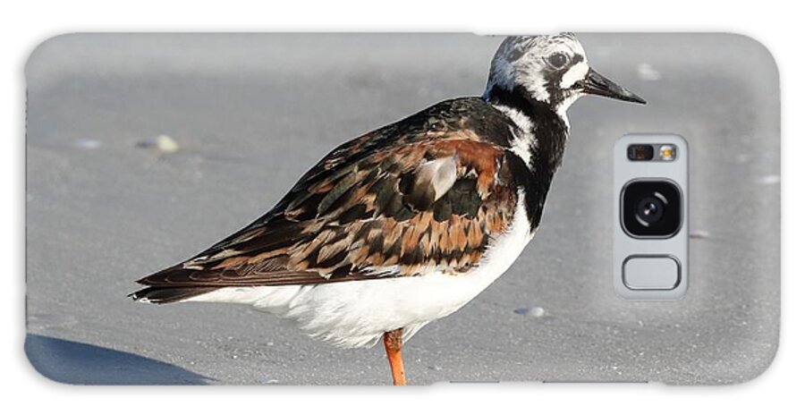 Ruddy Turnstones Galaxy Case featuring the photograph Ruddy Turnstone by Mingming Jiang