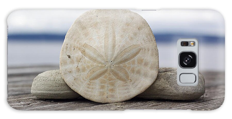 Sand Dollar Galaxy Case featuring the photograph Sand Dollar and Driftwood by Carol Jorgensen