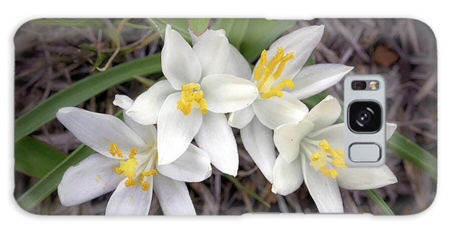 Sand Lilies Galaxy S8 Case featuring the photograph Sand Lilies by Bob Falcone