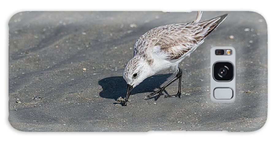 Brevard County Galaxy Case featuring the photograph Sanderling Finding Yummies by Dawn Currie