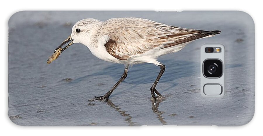 Sanderlings Galaxy Case featuring the photograph Sanderling by Mingming Jiang