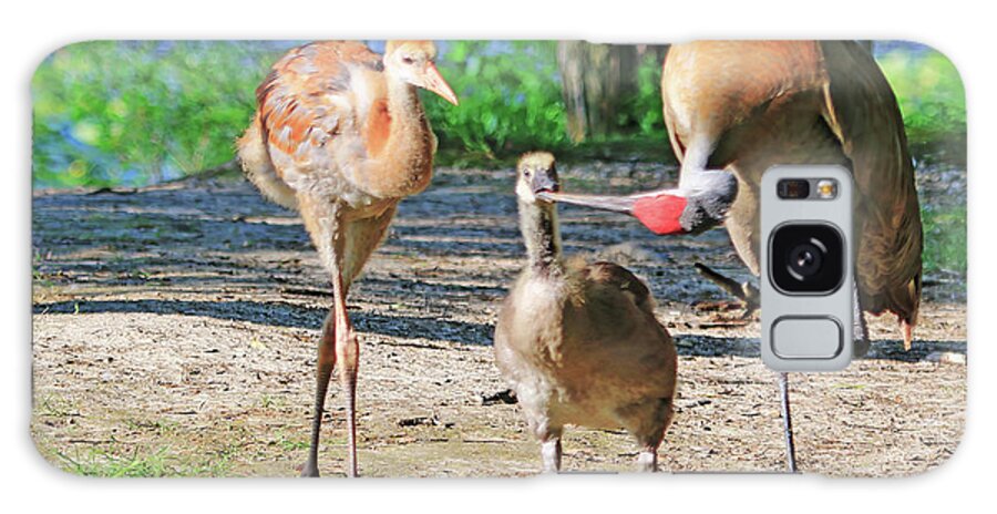 Sandhill Crane Galaxy Case featuring the photograph Sandhill Crane Feeding an Adopted Canada Goose Gosling by Shixing Wen