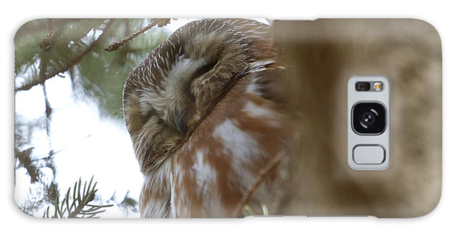 Saw-whet Galaxy Case featuring the photograph Saw-Whet Owl Sleeping by Flinn Hackett