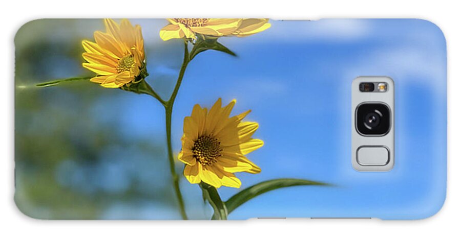 Sunflower Galaxy Case featuring the photograph Sawtoothed Sunflowers by Grey Coopre