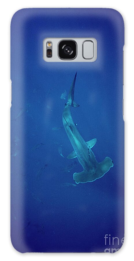 00085205 Galaxy Case featuring the photograph Scalloped Hammerhead by Flip Nicklin