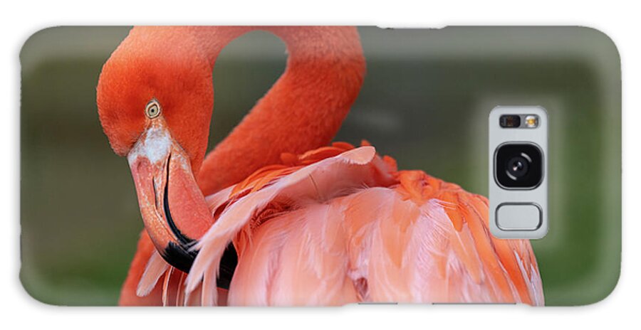Bird Galaxy Case featuring the photograph Scratching My Back by David Levin