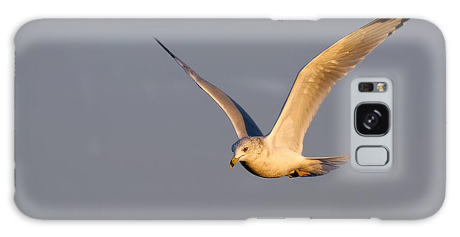 Seagull Galaxy Case featuring the photograph Ring-Billed Seagull at Dawn by Flinn Hackett