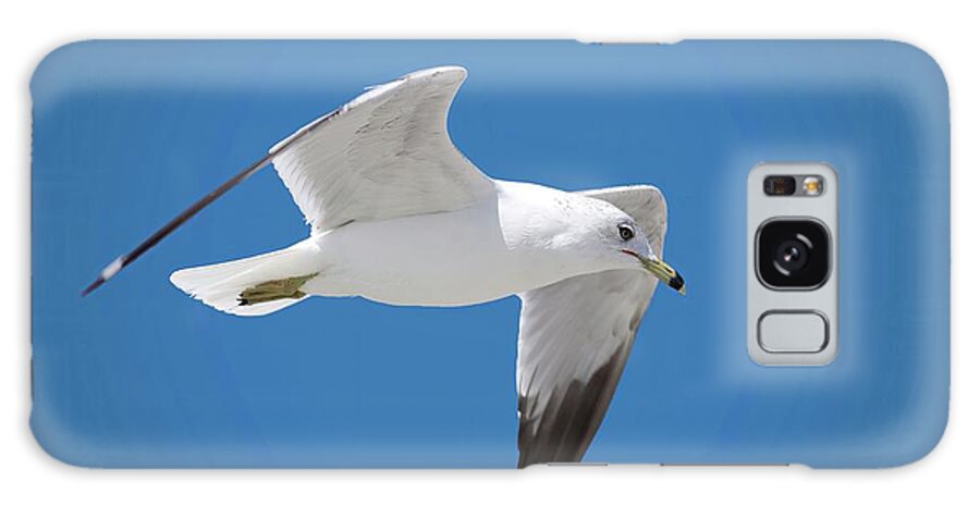 Bird Galaxy Case featuring the photograph Seagull over Tybee by Ludwig Keck