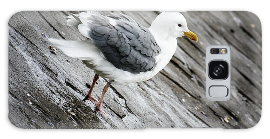 Vancouver Galaxy Case featuring the photograph Seagull by Wilko van de Kamp Fine Photo Art