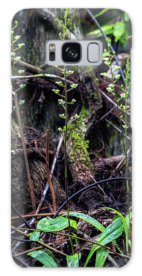Fakahatchee Strand State Preserve Galaxy Case featuring the photograph Shadow Witch Orchid by Rudy Wilms