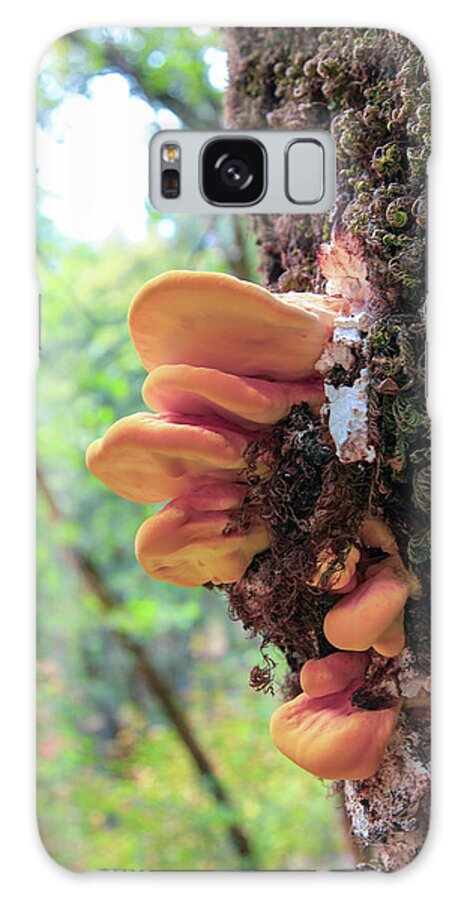 Fungus Galaxy Case featuring the photograph Shaggy Brackets by Ryan Workman Photography