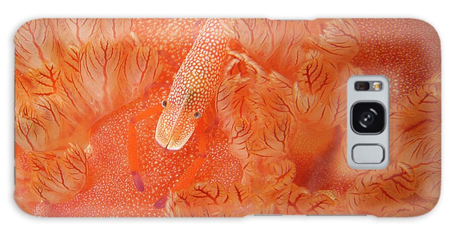 Red Galaxy S8 Case featuring the photograph Shrimp on nudibranch by Artesub