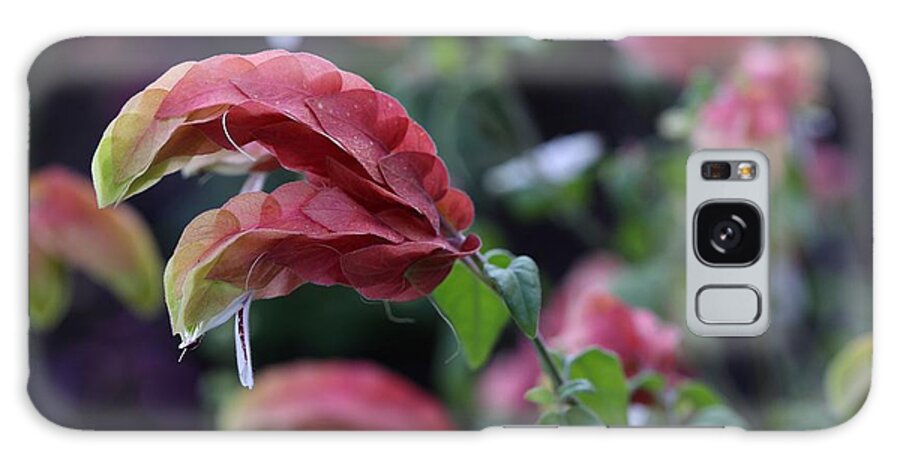 Shrimp Plant Galaxy Case featuring the photograph Shrimp Plant by Mingming Jiang