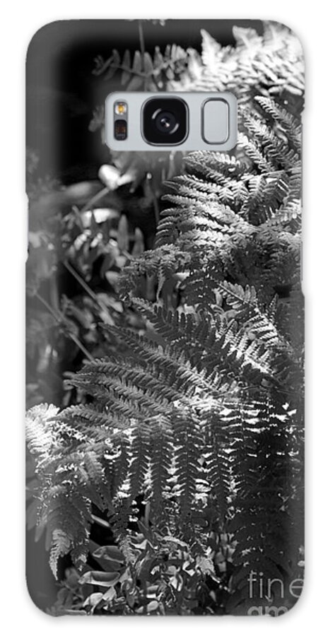 Fern Galaxy Case featuring the photograph Silver Garden by Kimberly Furey