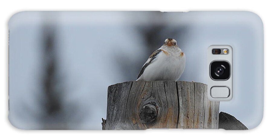 Snow Bunting Galaxy Case featuring the photograph Snow Bunting by Nicola Finch