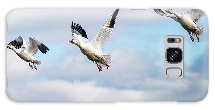 Winter Galaxy Case featuring the photograph Snow geese in flight by Rehna George
