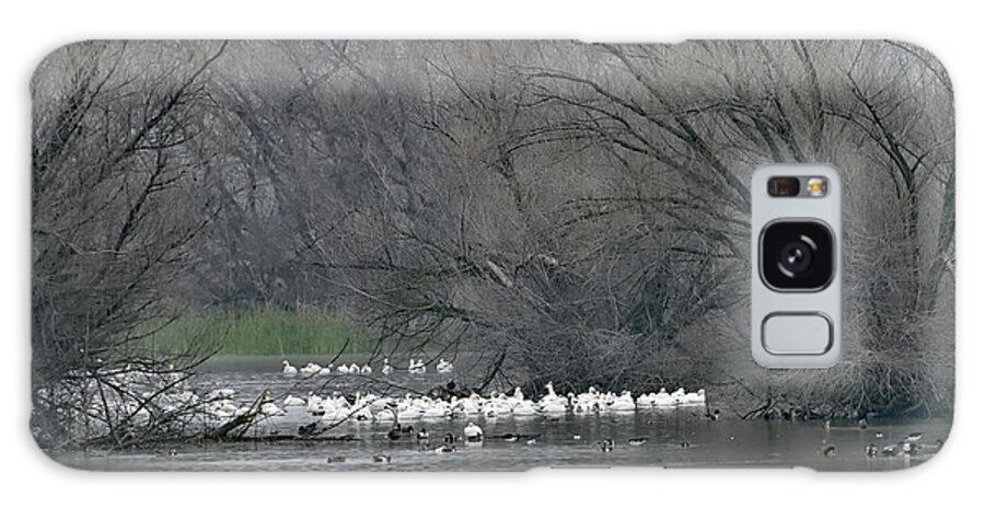 Snow Geese Galaxy Case featuring the photograph Snow Geese in the Lake by Amazing Action Photo Video