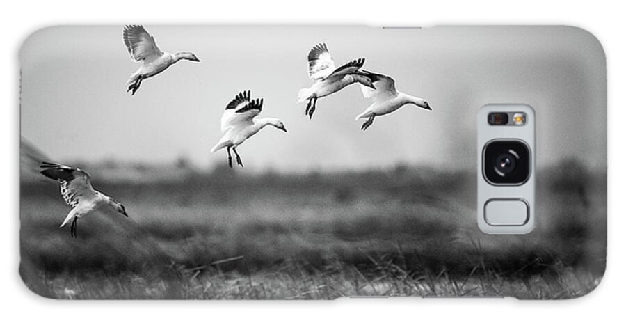Snow Goose Galaxy Case featuring the photograph Snow geese landing by Mike Fusaro