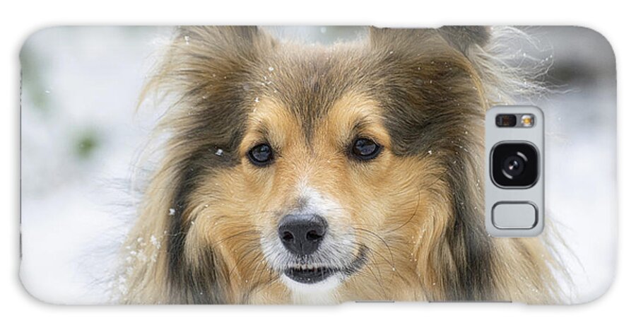 Sheltie Galaxy Case featuring the photograph Snow Sheltie by Gareth Parkes